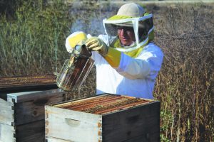 Beehive Safety: Nakiessa smoking out the bees.  Photo by Clara Berks- Staff Photographer