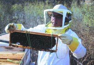 Holding Honey: Nakiessa Abbassi, president of CLU Beekeepers Club, inspecting the bees. Photo by Clara Berks- Staff Photographer