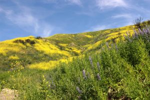 Hills of gold: The recent rain transformed the hills of Paramount Ranch near Agoura Hills into a wildflower paradise. While many people go far afield to places such as Antelope Valley to see the bloom, there any many hiking spots close to Cal Lutheran where native flowers can be seen.  Photo by Gabby Flores- photojournalist. 